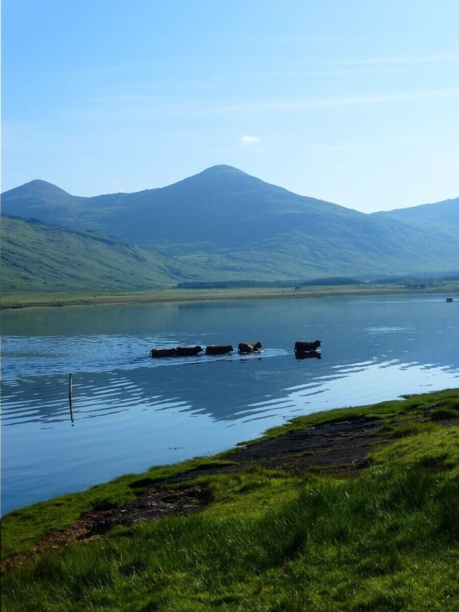 A lake with cows in the water, surrounded by green hills and a mountain in the background.