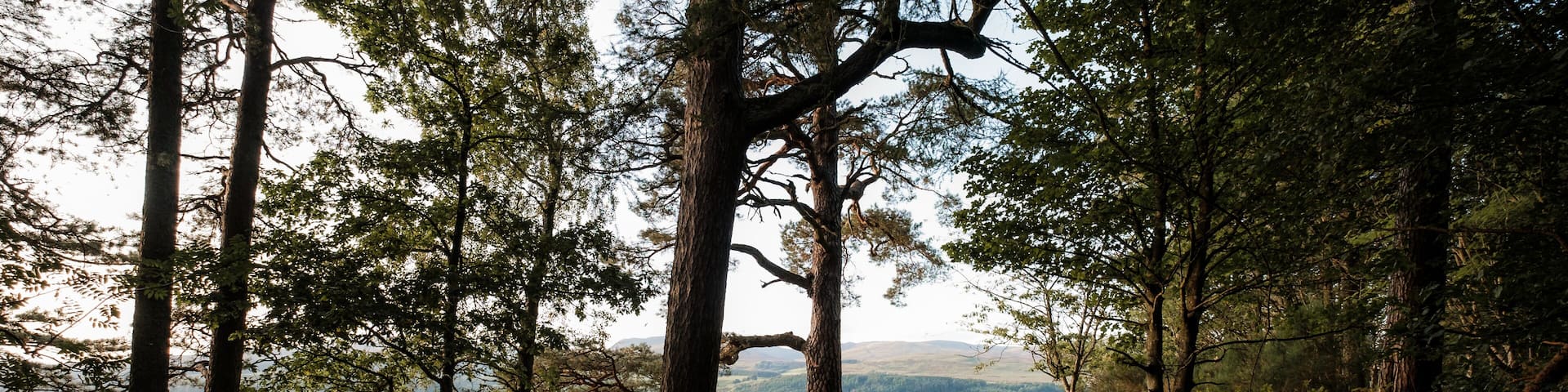 Pathway through woodlands