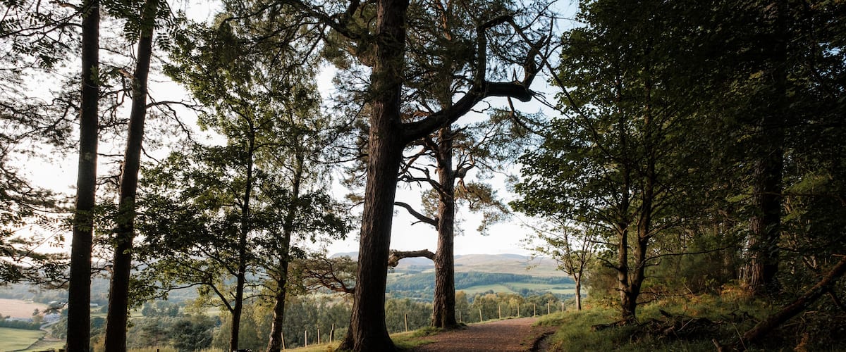 A forest path with tall trees and a view of distant hills.