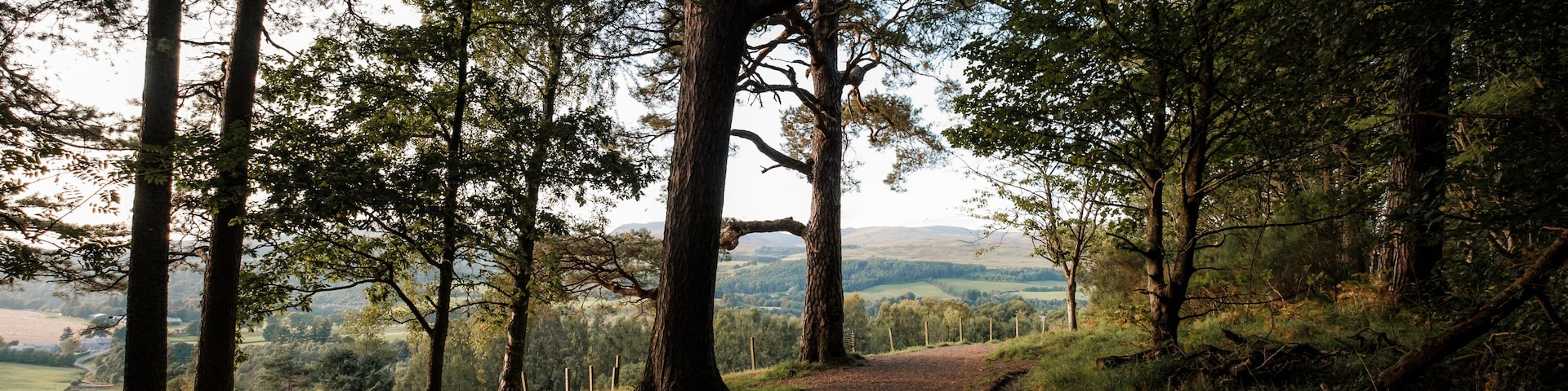 A forest path with tall trees and a view of distant hills.
