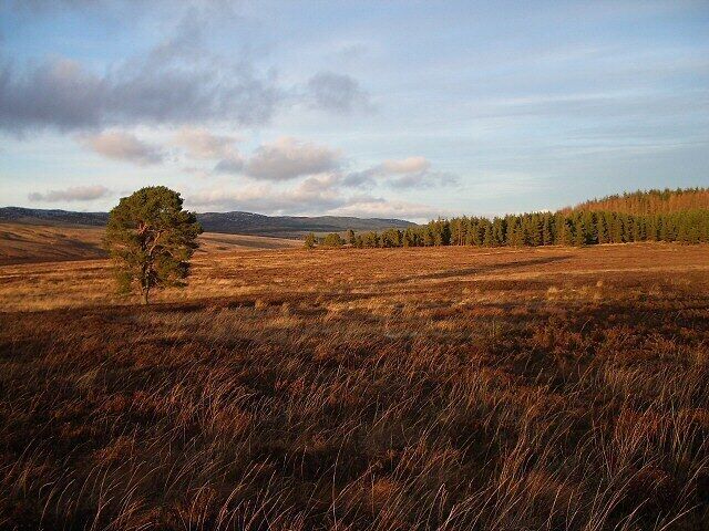 Moorland, late afternoon sun Looking across moorland towards the Murrayshill plantation north of Fowlis Wester.