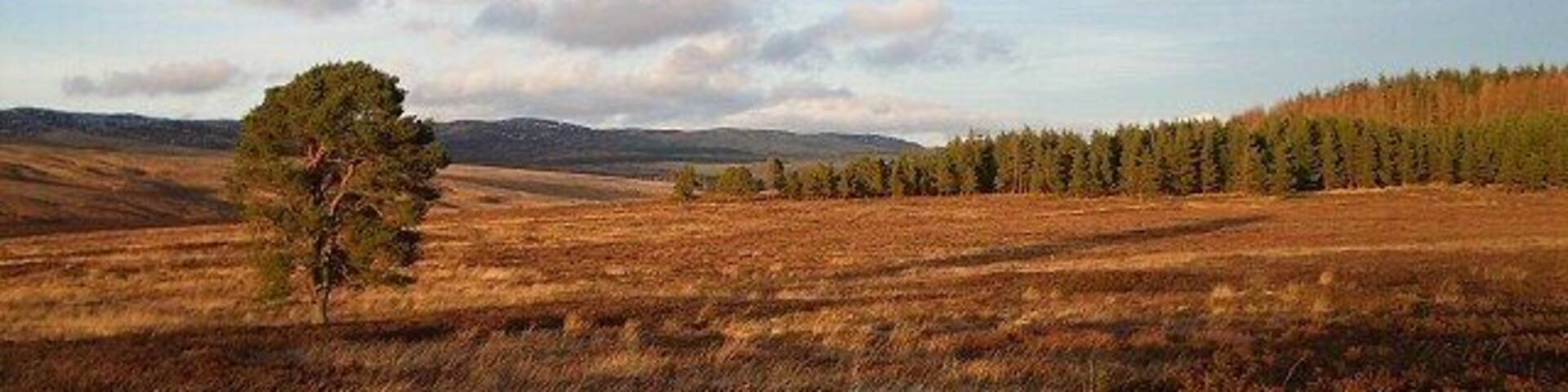 Moorland, late afternoon sun Looking across moorland towards the Murrayshill plantation north of Fowlis Wester.