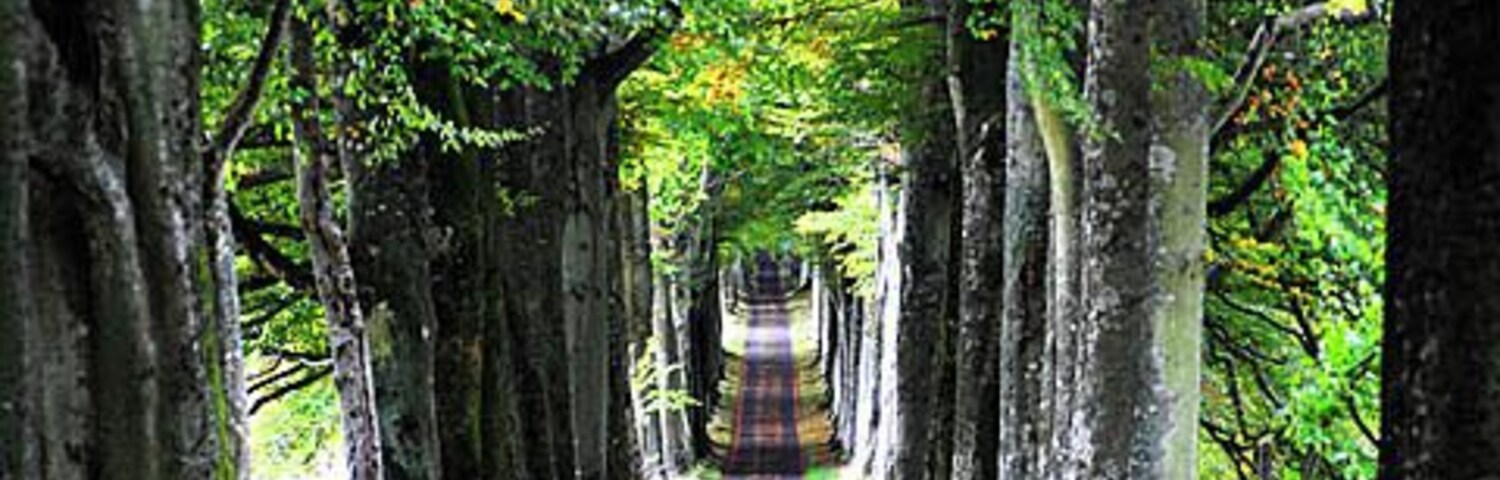 Beech Avenue, Drummond Castle This impressive avenue of beech trees lines the drive to Drummond Castle and is just over 1 mile in length.