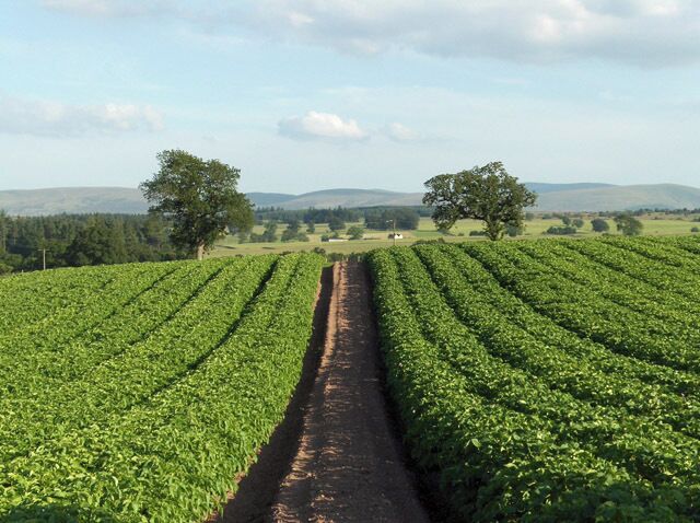 Potatoes, Leadmachany. A view over the little valley of Machany Water. Strathallan is beyond the wooded ridge with the Ochil Hills beyond that.