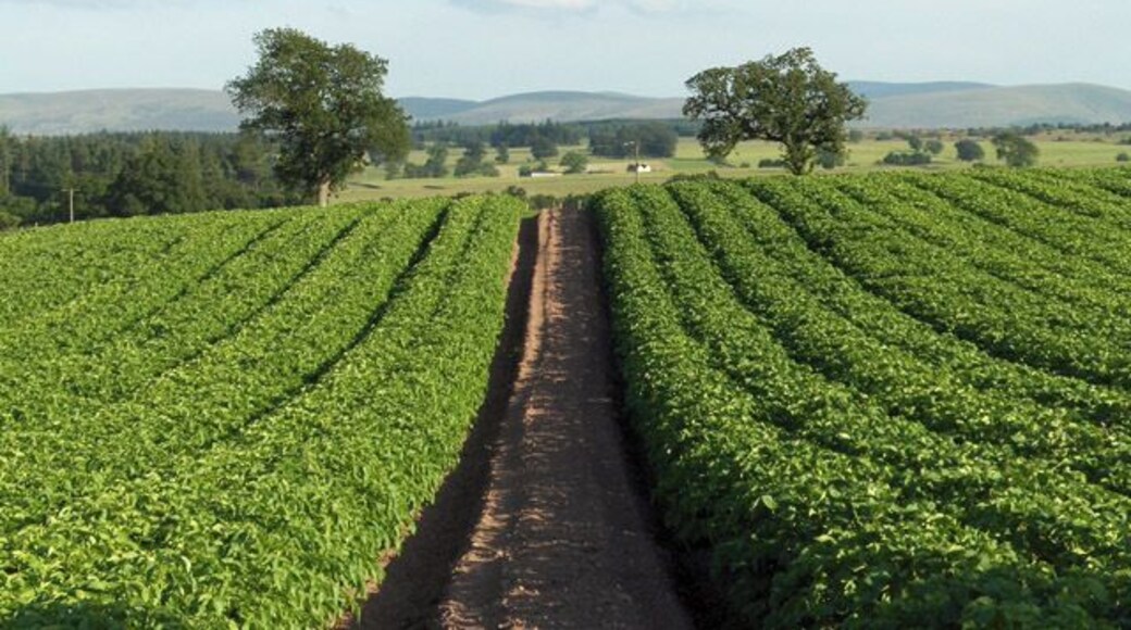 Potatoes, Leadmachany. A view over the little valley of Machany Water. Strathallan is beyond the wooded ridge with the Ochil Hills beyond that.