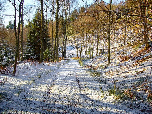 A snow-covered forest path with trees and a clear sky.
