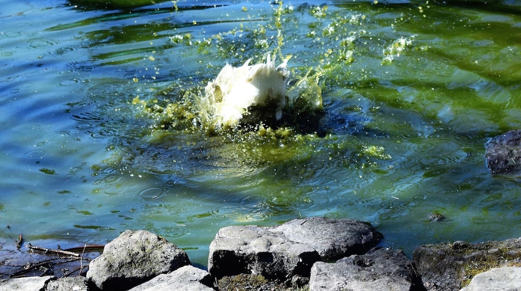 Quick bath for Ducky
