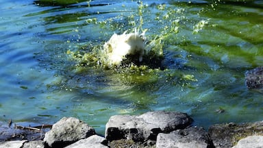 Quick bath for Ducky
