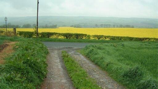 Carrum farm road. Bright yellow oil seed rape growing on the far side of the minor road where the farm road from Carrum joins it