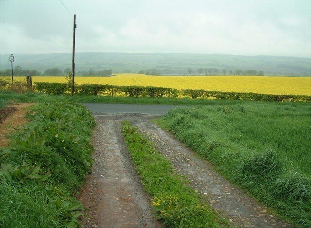 A rural road with fields of yellow flowers on either side.