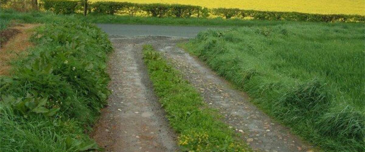 A rural road with fields of yellow flowers on either side.