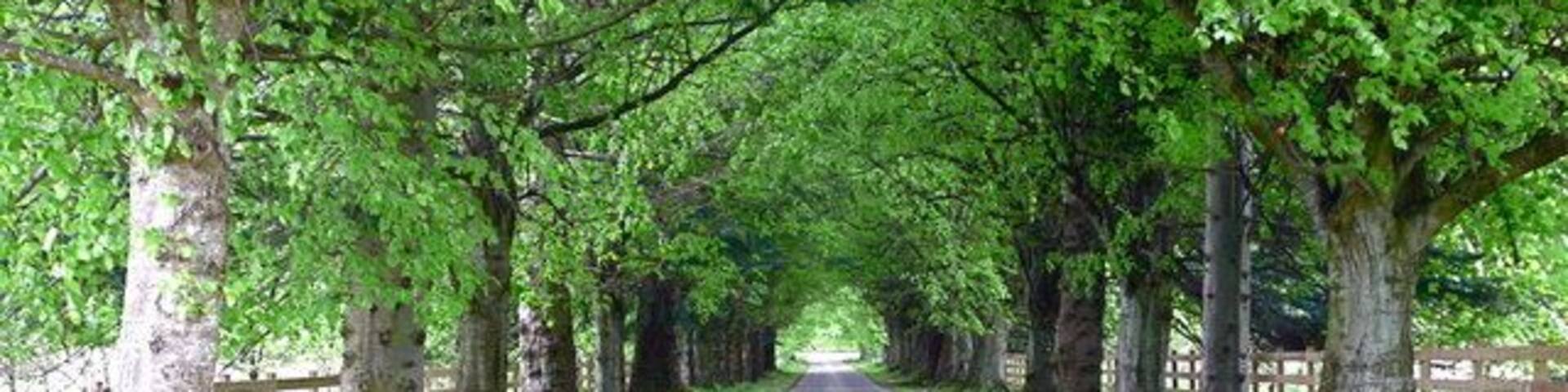 Avenue of lime trees to Whitehouse of Dunira, Perthshire This is the main entrance drive to the house and estate from the A75 near Dalchonzie. It is also an access to the hills around Glen Boltachan to the west, and the 'Maam Road' to Comrie, to the east.
