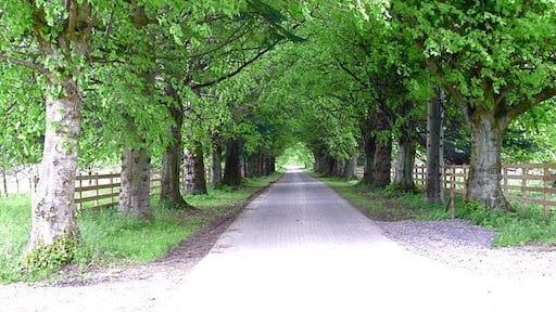 Avenue of lime trees to Whitehouse of Dunira, Perthshire This is the main entrance drive to the house and estate from the A75 near Dalchonzie. It is also an access to the hills around Glen Boltachan to the west, and the 'Maam Road' to Comrie, to the east.