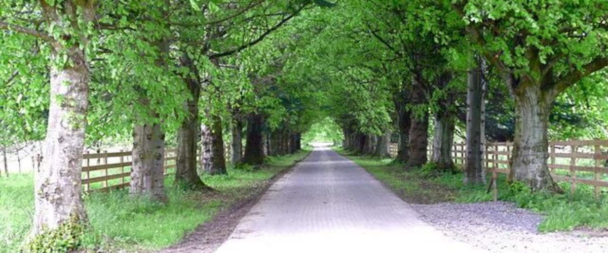 A tree-lined road with a wooden fence on one side.