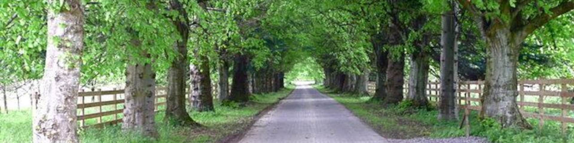 A tree-lined road with a wooden fence on one side.