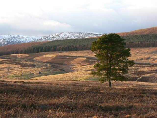 Moorland This is the same tree as shown in 324402, but looking north-west. The disused cottage at Ardoch can be seen below, and beyond it Meallneveron has a light covering of snow.