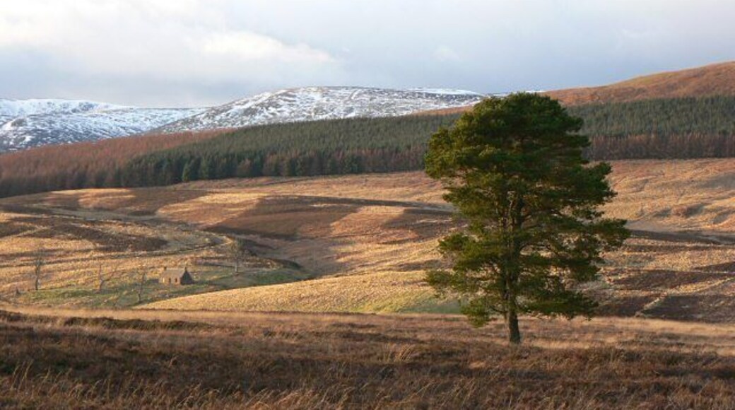 Moorland This is the same tree as shown in 324402, but looking north-west. The disused cottage at Ardoch can be seen below, and beyond it Meallneveron has a light covering of snow.