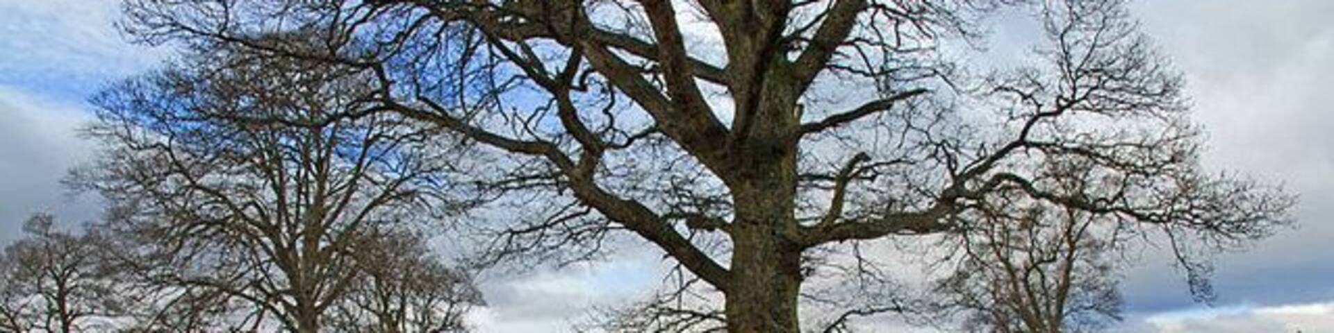 Track through Drummond Park