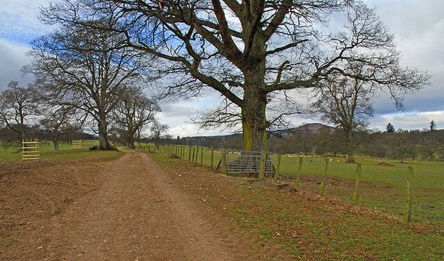 A dirt path leading through a rural area with a large tree, a fence, and a gate.