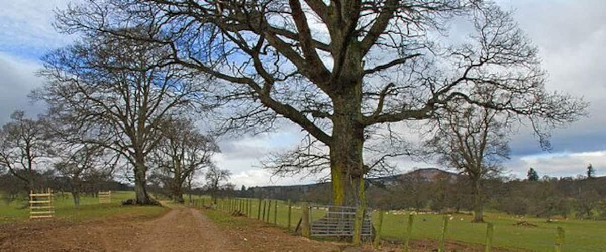 A dirt path leading through a rural area with a large tree, a fence, and a gate.