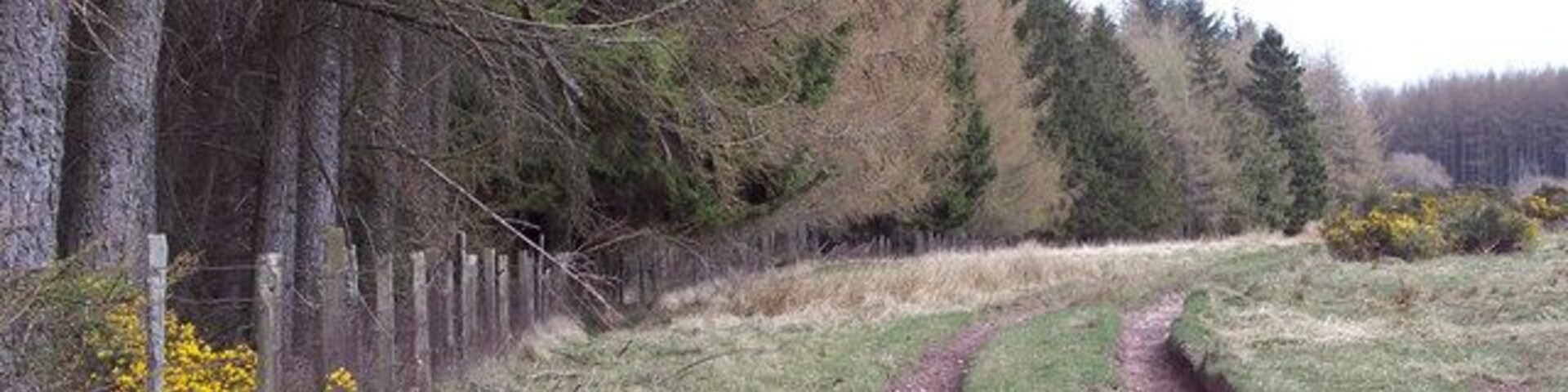Forest Edge Forestry at Murray's Hill.