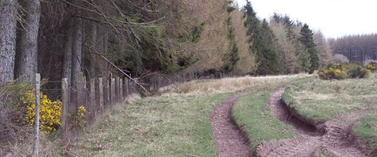 A rural path with a wooden fence and trees.