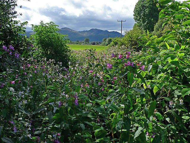 A lush garden with purple flowers, green foliage, and a distant view of mountains under a cloudy sky.