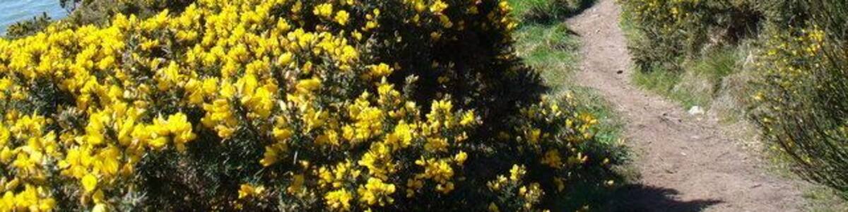 Castlehill Point from Barcloy Hill Coastal path with blooming gorse from Rockcliffe to Sandyhills with superb sea views. This is form Barcloy Hill looking to Castlehill Point with its prehistoric hillfort. Beyond is the mouth of Rough Firth.