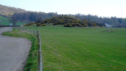 Gorse Covered Outcrop Gorse covered outcrop beside A710