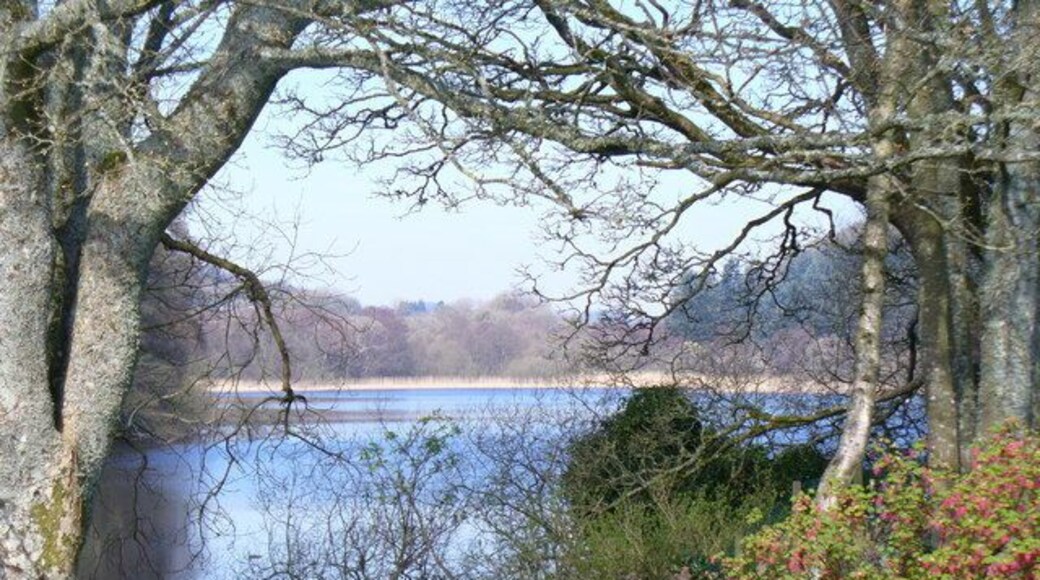 White Loch, Colvend Tree-lined loch seen from the south.