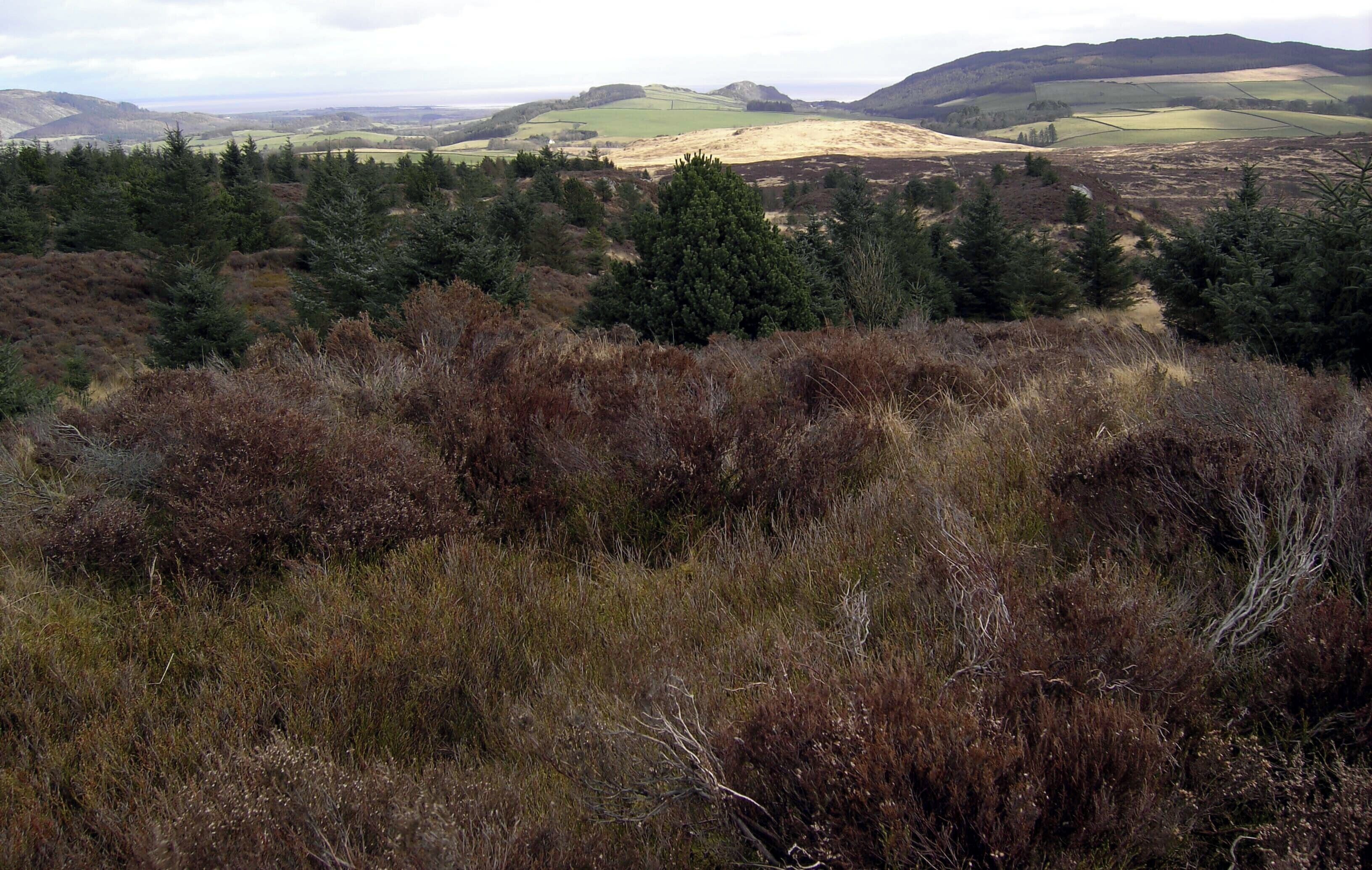 Summit of Clawbelly Hill The tusocky, heather covered summit of Clawbelly Hill.
