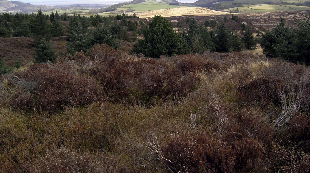 Summit of Clawbelly Hill The tusocky, heather covered summit of Clawbelly Hill.