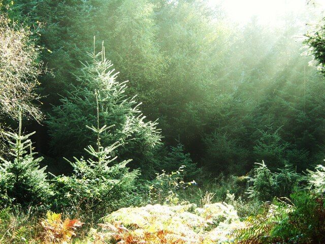 A dense forest with sunlight filtering through the trees.