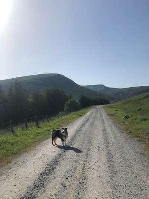 🏴
