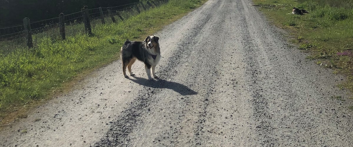 A gravel road in a hilly area with two dogs, one standing and one lying down.