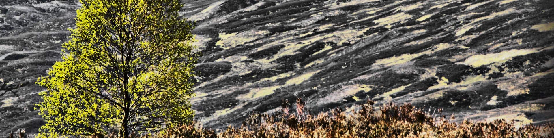 Spring comes to Balsporran