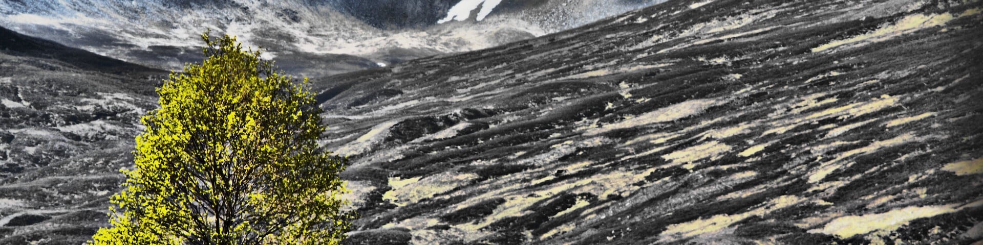 Spring comes to Balsporran