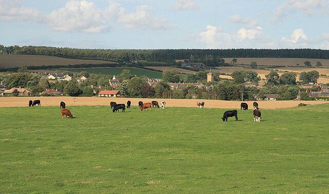 Greenlaw farmland Grazing cattle by the A6105 with Greenlaw in the background.