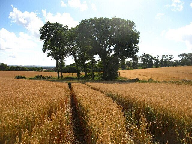 Wheat Field. At Swintonhill, between Duns and Coldstream.