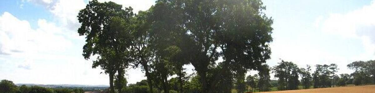 Wheat Field. At Swintonhill, between Duns and Coldstream.