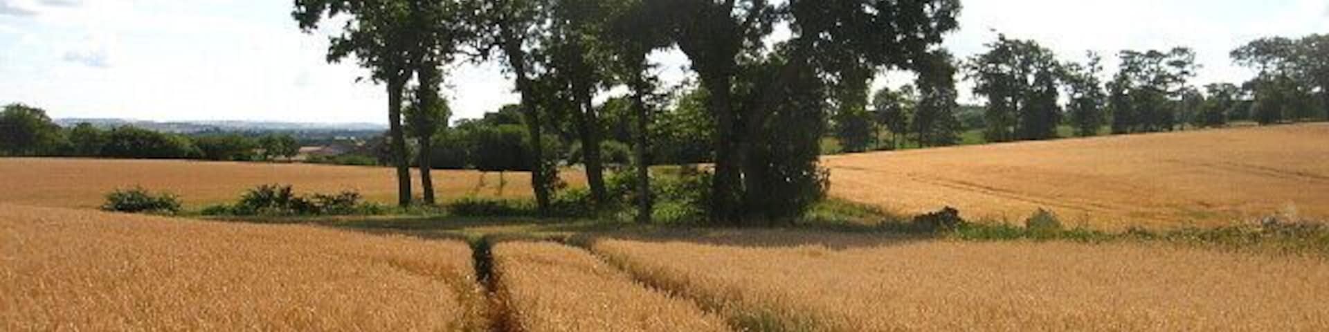 Wheat Field. At Swintonhill, between Duns and Coldstream.