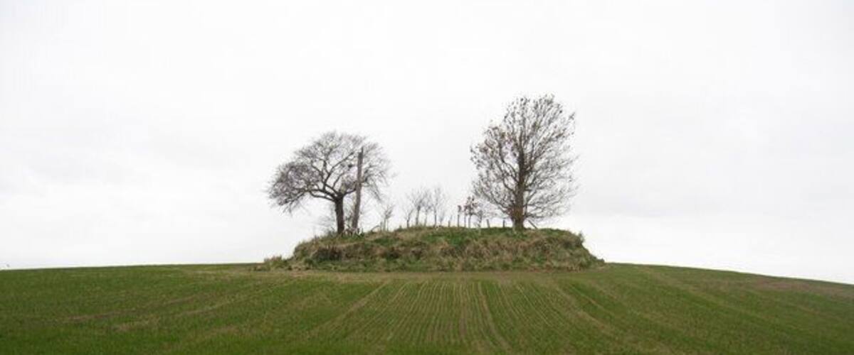 A grassy hill with two leafless trees and a mound in the center.