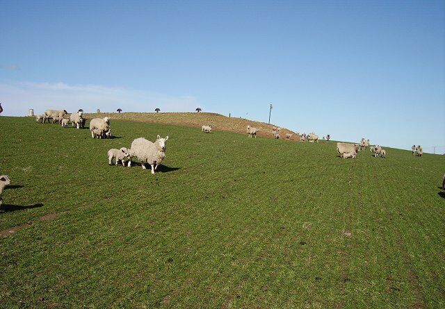 Harelaw. Hill with a covered reservoir on the summit. Guarded by hungry sheep,the cold spring has held back grass growth and the lambs get through a lot of milm.