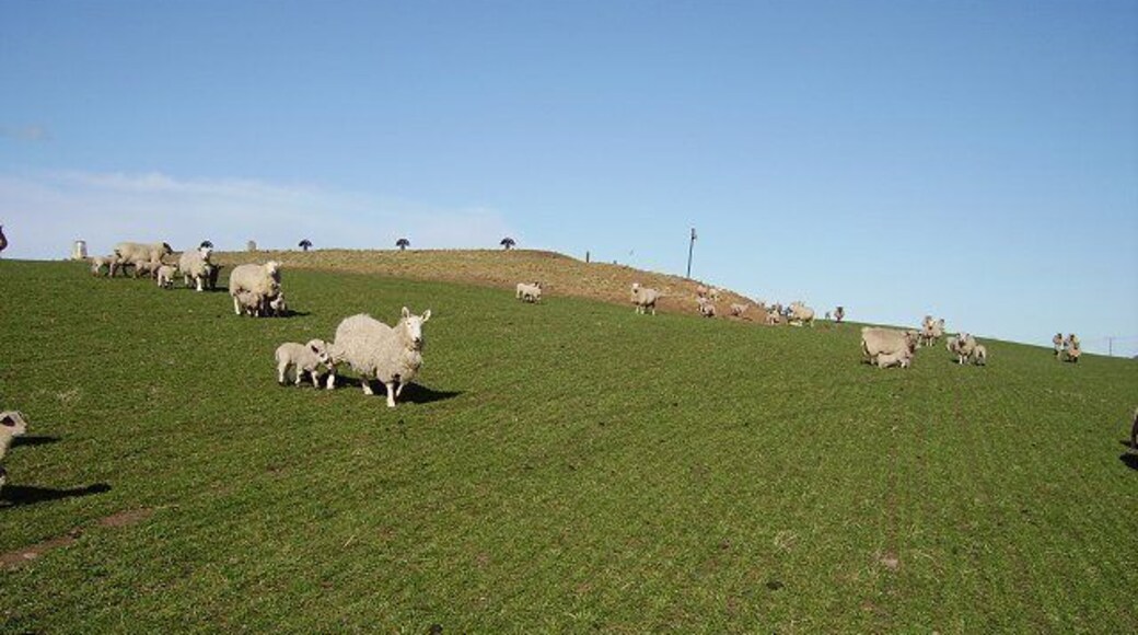Harelaw. Hill with a covered reservoir on the summit. Guarded by hungry sheep,the cold spring has held back grass growth and the lambs get through a lot of milm.