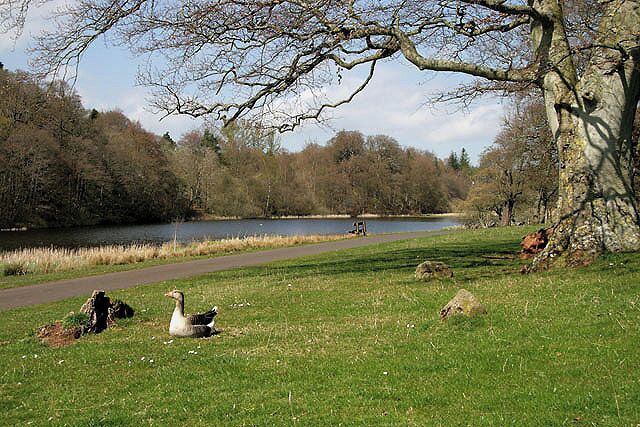 Un parque con un lago, patos, un sendero y árboles.