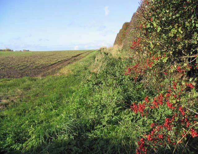 Field boundary A high hawthorn hedge runs by this field.