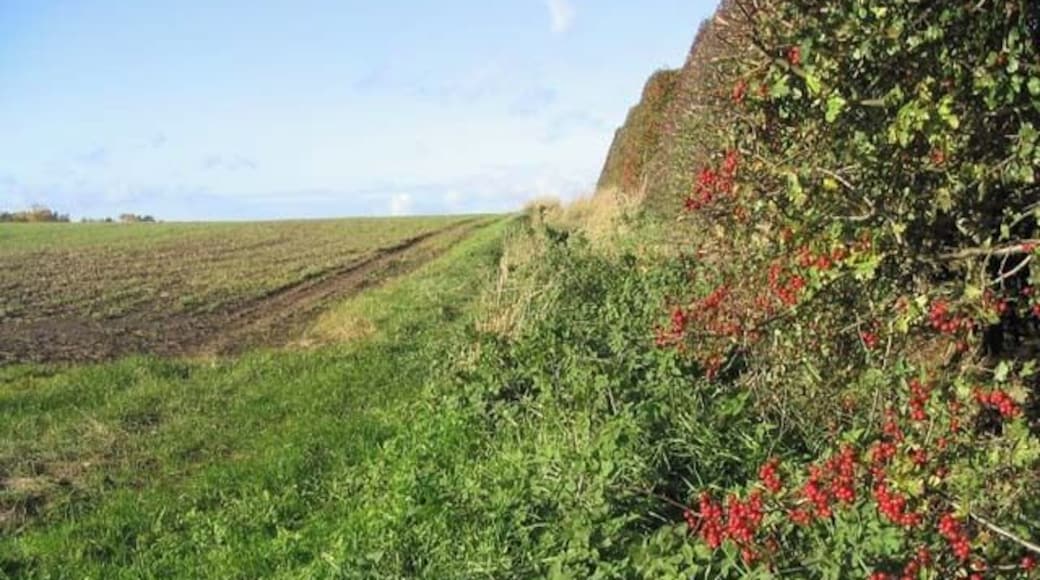 Field boundary A high hawthorn hedge runs by this field.