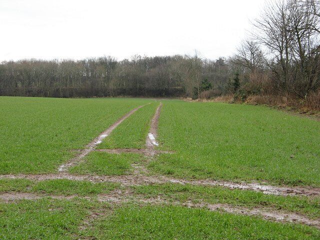 Winter crops by Little Louise Plantation Arable field running down to the trackbed of the Berwickshire Railway.