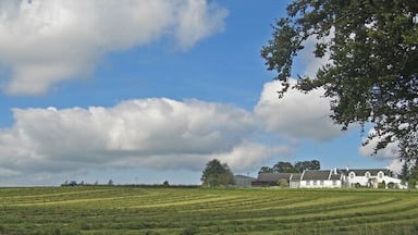 Un paysage rural avec un champ, un bâtiment blanc et un arbre.