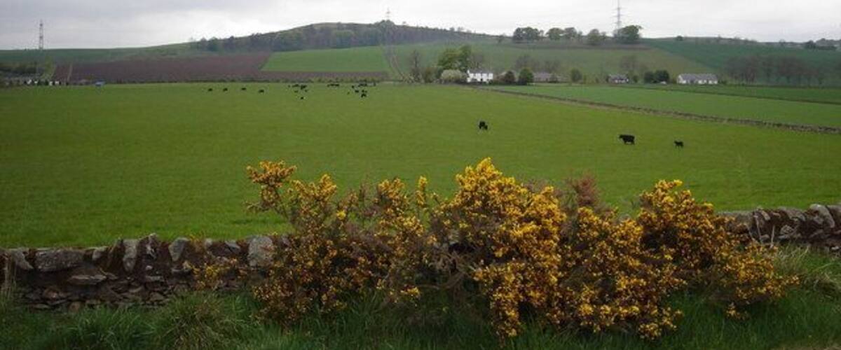 A green field with cows, a stone wall, and yellow flowers.